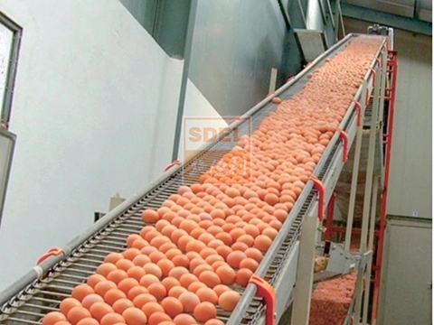 Central-Egg-Collection-Line
