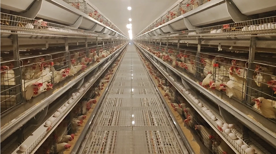 Automatic Poultry Farms1