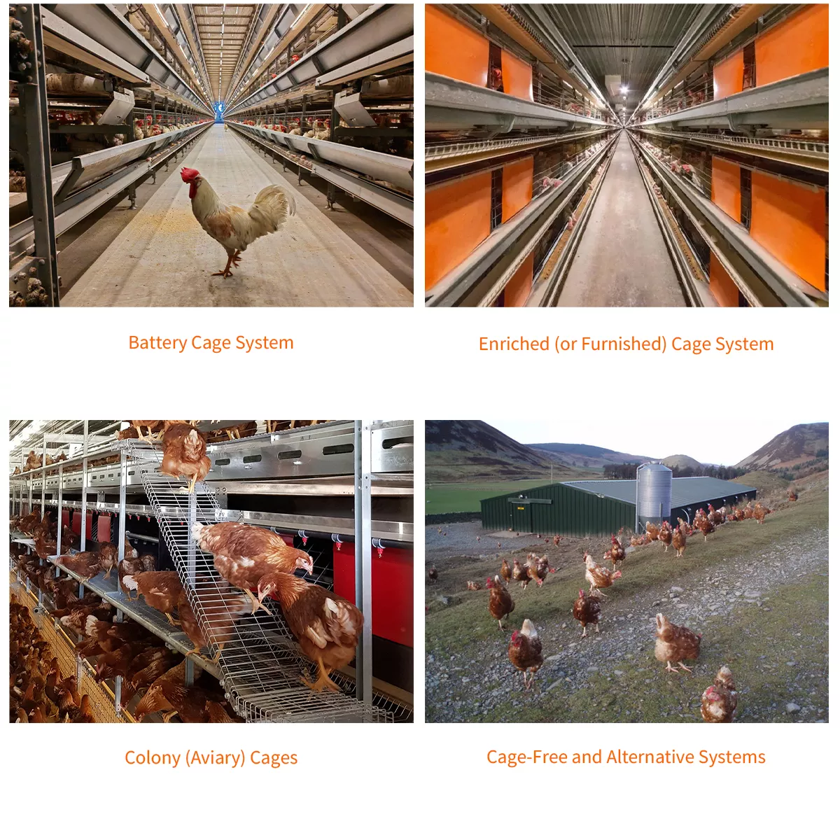 Types of Cage System in Poultry